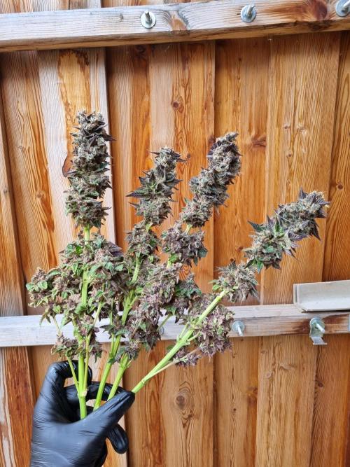 Early Skunk Fem. + Tangerine Dream Fem.. Week 19