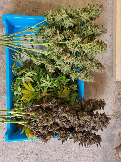 Early Skunk Fem. + Tangerine Dream Fem.. Week 19