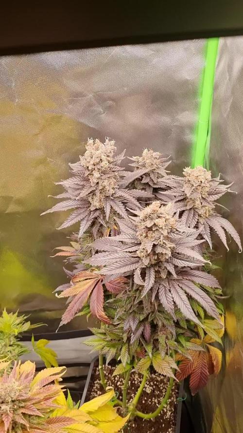 Early Skunk Fem. + Tangerine Dream Fem.