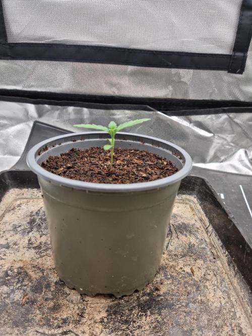 Apple Fritter RQS. Week 1