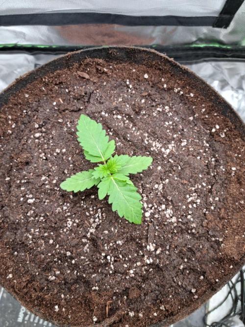 Apple Fritter RQS. Week 2
