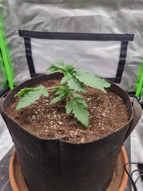 Apple Fritter RQS. Week 3