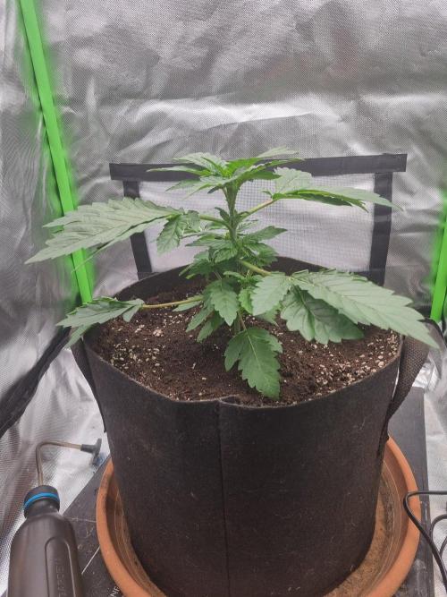 Apple Fritter RQS. Week 4