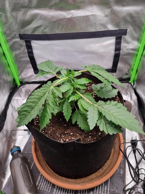 Apple Fritter RQS. Week 4