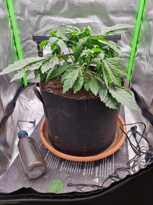 Apple Fritter. Week 5