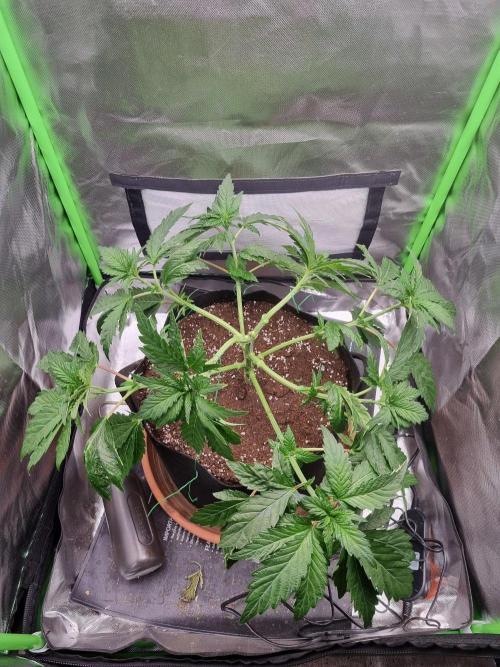 Apple Fritter RQS. Week 6