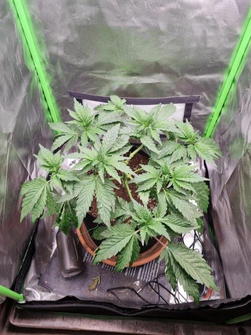 Apple Fritter RQS. Week 6