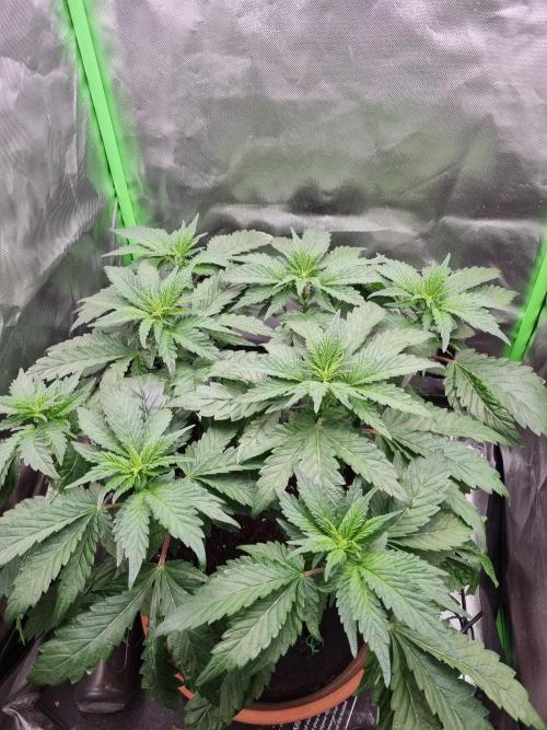 Apple Fritter RQS. Week 7