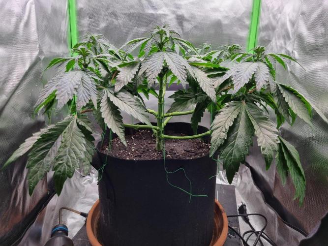 Apple Fritter RQS. Week 8