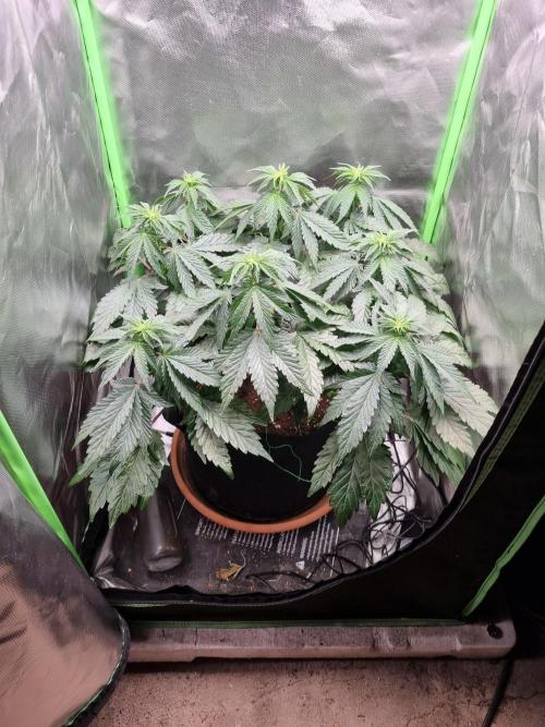 Apple Fritter RQS. Week 8