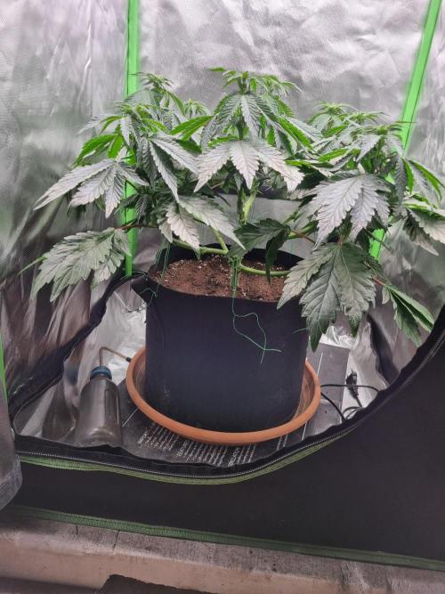 Apple Fritter RQS. Week 8