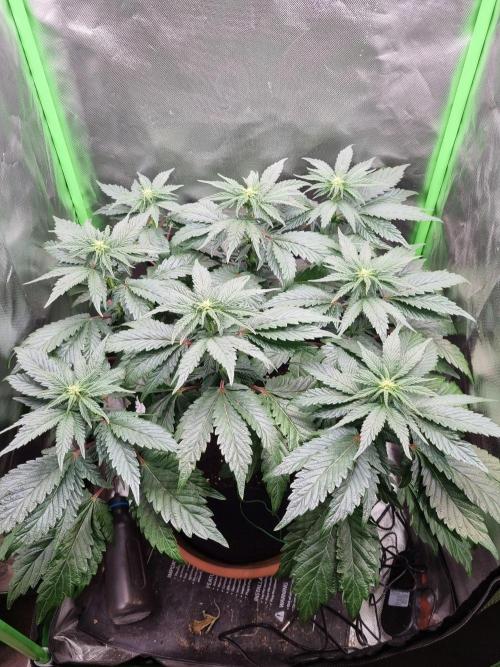 Apple Fritter RQS. Week 9