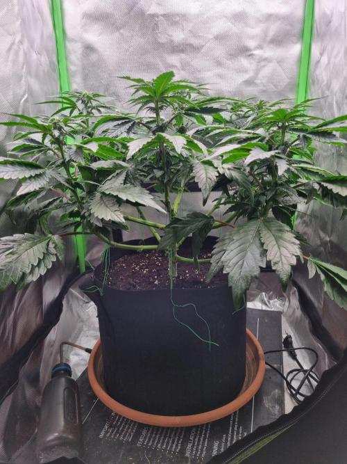 Apple Fritter RQS. Week 9