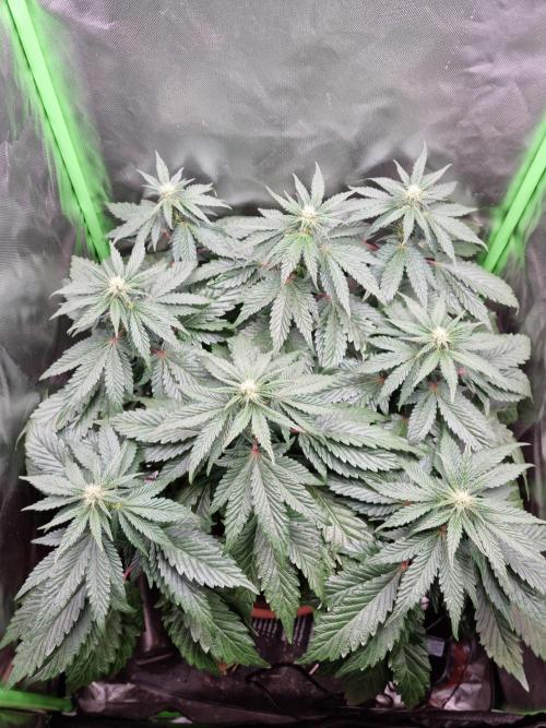 Apple Fritter RQS. Week 9