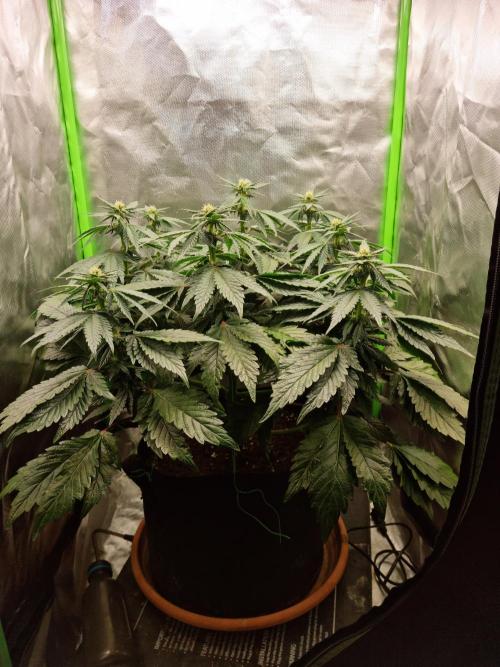 Apple Fritter. Week 9
