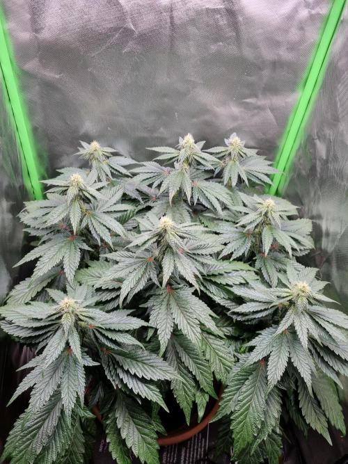 Apple Fritter RQS. Week 10