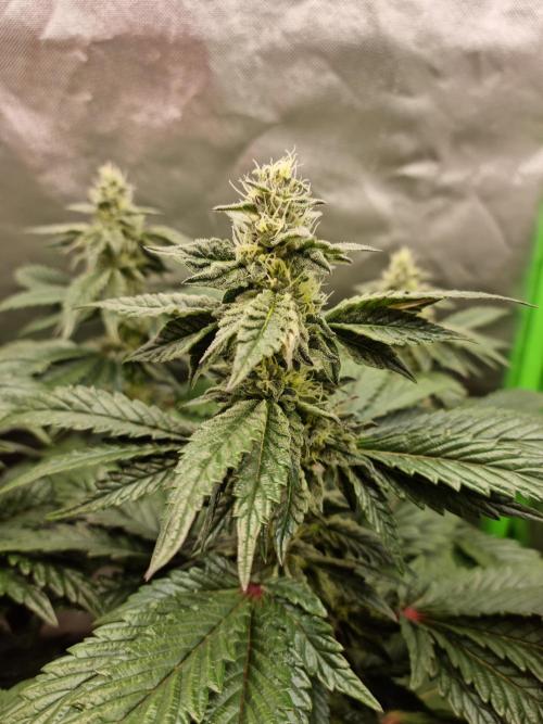 Apple Fritter. Week 11