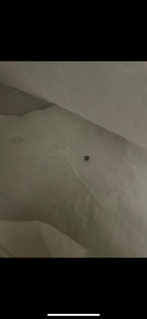 my first lemon haze auto plant. Week 0