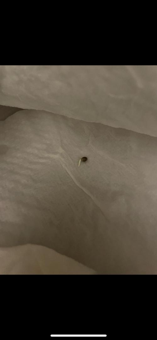 my first lemon haze auto plant. Week 0