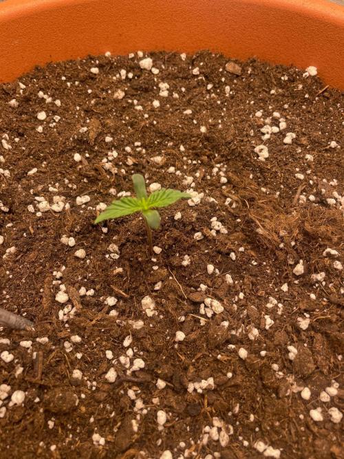 my first lemon haze auto plant. Week 1