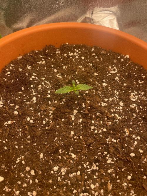 my first lemon haze auto plant. Week 1