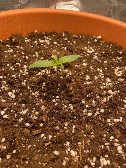 my first lemon haze auto plant. Week 1