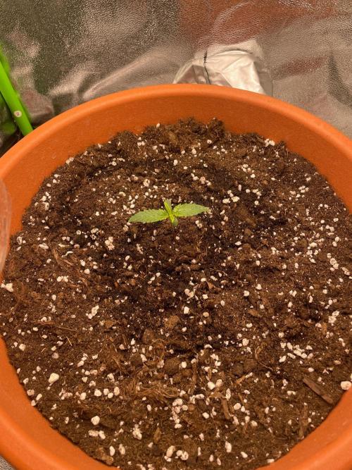 my first lemon haze auto plant. Week 1