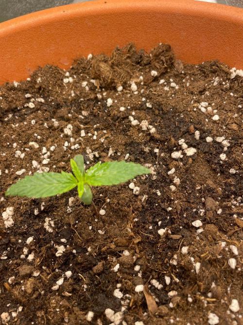 my first lemon haze auto plant. Week 1