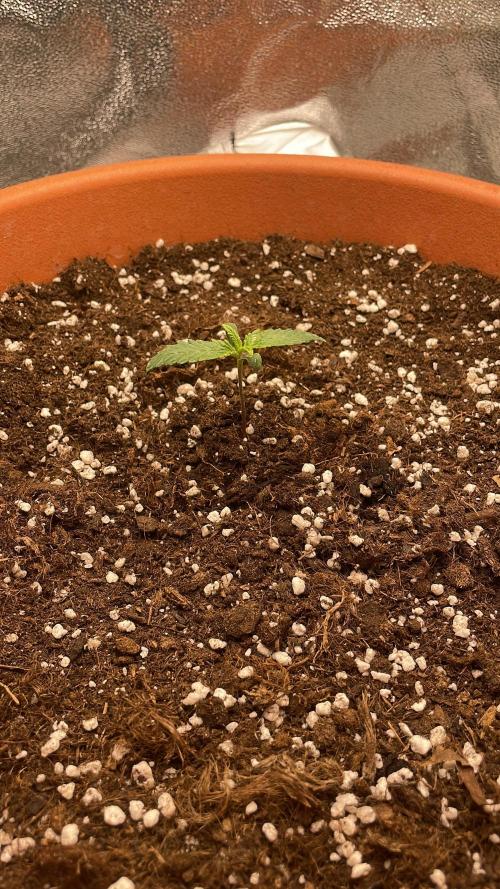 my first lemon haze auto plant. Week 1