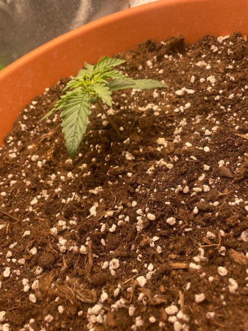 my first lemon haze auto plant. Week 1