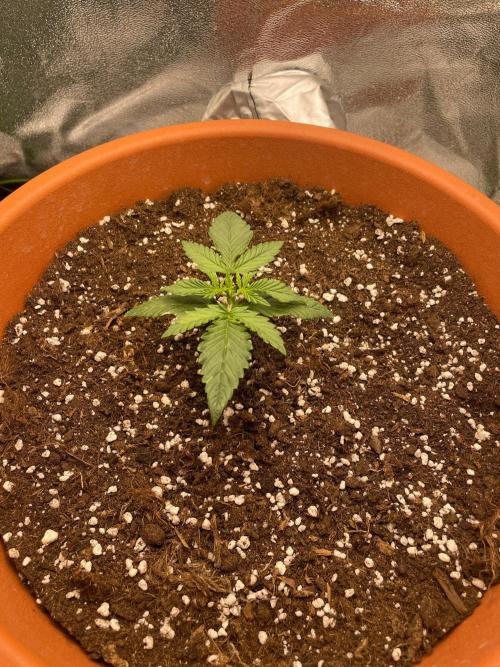 my first lemon haze auto plant. Week 1