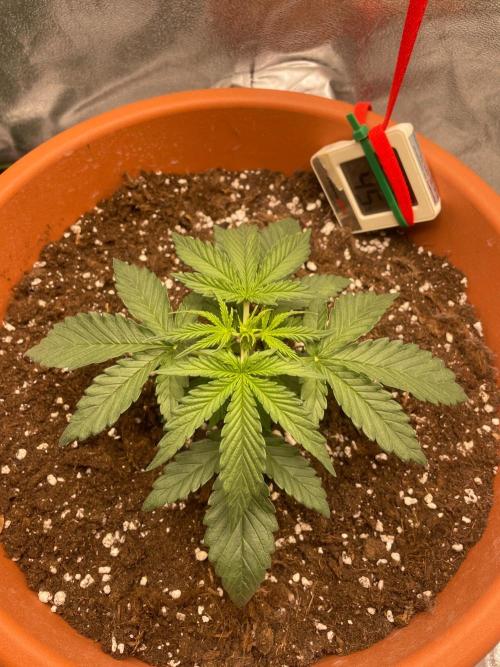 my first lemon haze auto plant. Week 2