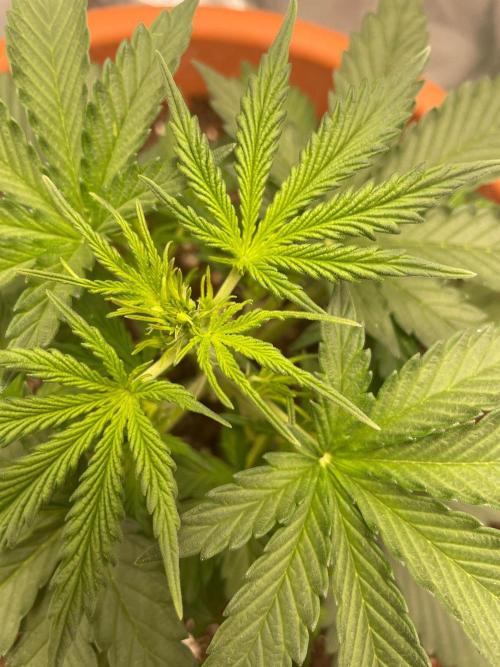 my first lemon haze auto plant. Week 2
