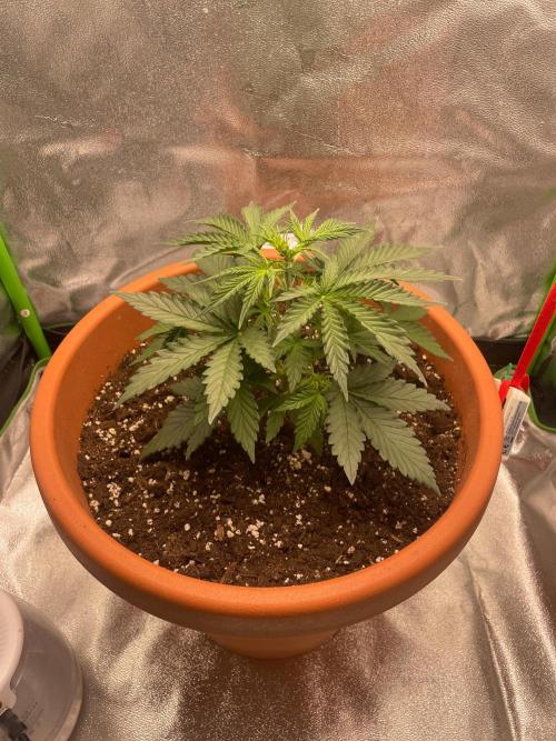 my first lemon haze auto plant. Week 2