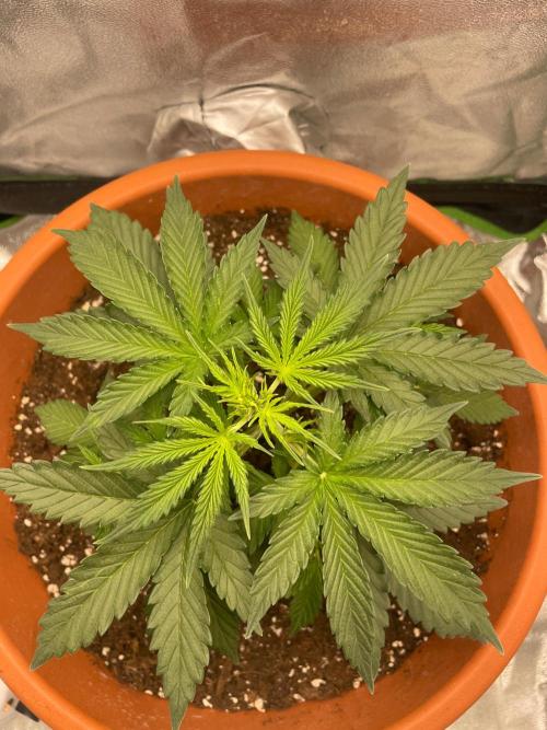 my first lemon haze auto plant. Week 2