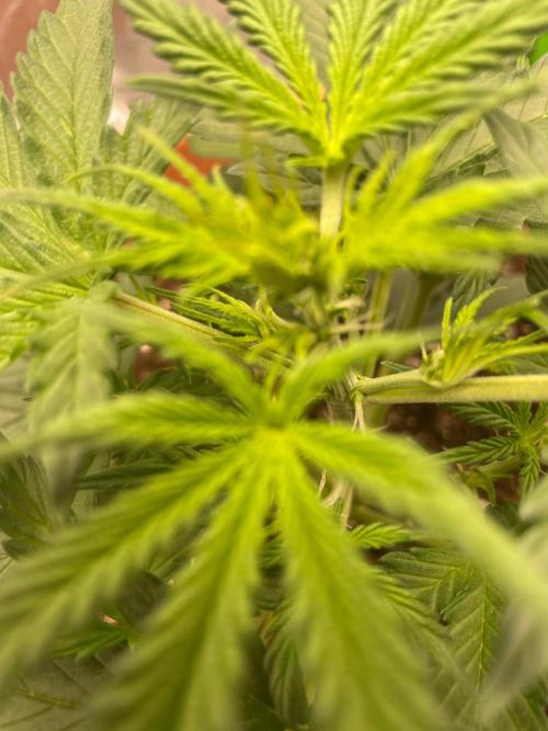 my first lemon haze auto plant. Week 2