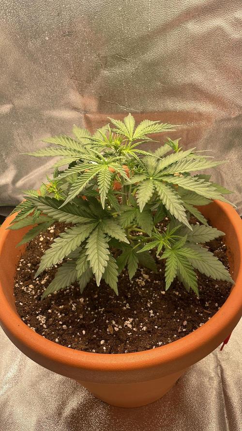 my first lemon haze auto plant. Week 2