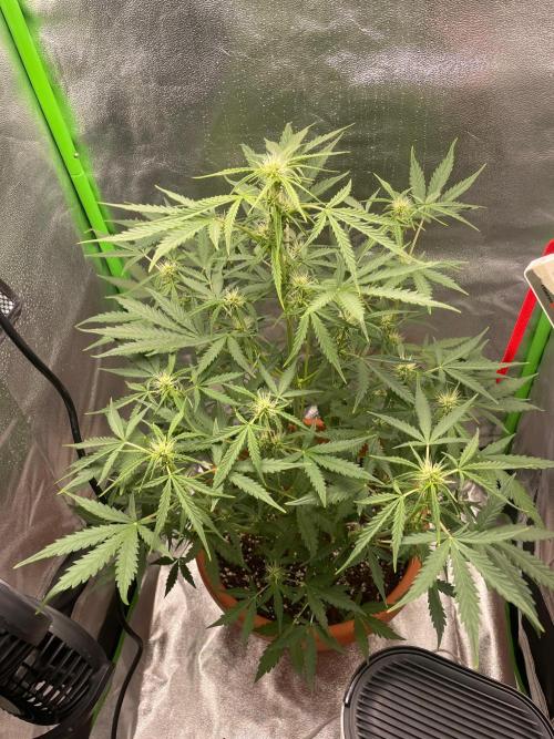 my first lemon haze auto plant. Week 3
