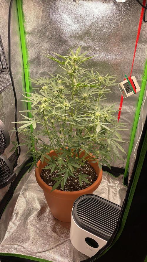 my first lemon haze auto plant. Week 3