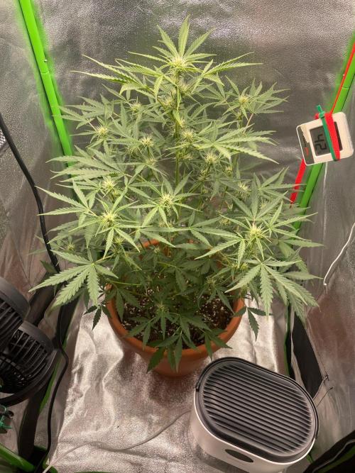 my first lemon haze auto plant. Week 3