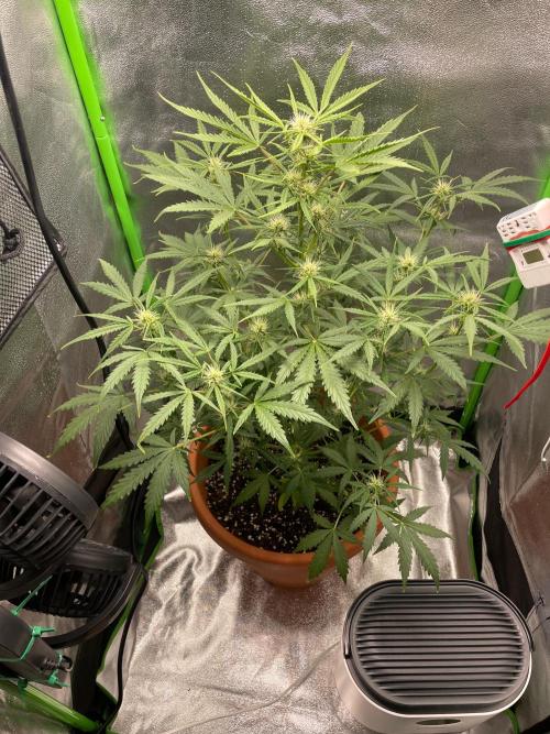 my first lemon haze auto plant. Week 3
