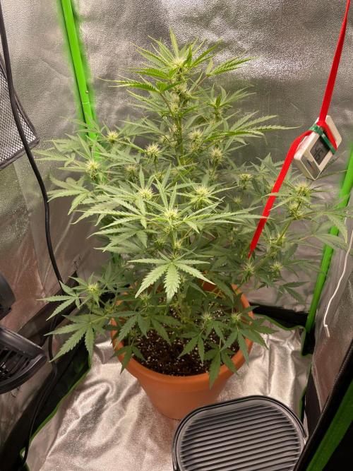 my first lemon haze auto plant. Week 3