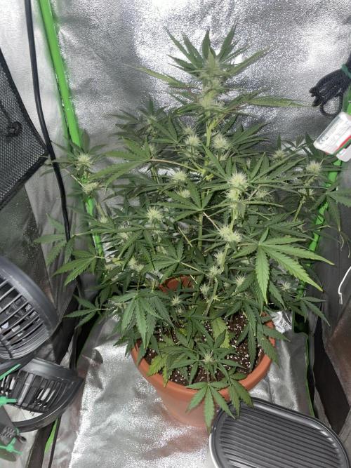 my first lemon haze auto plant. Week 4