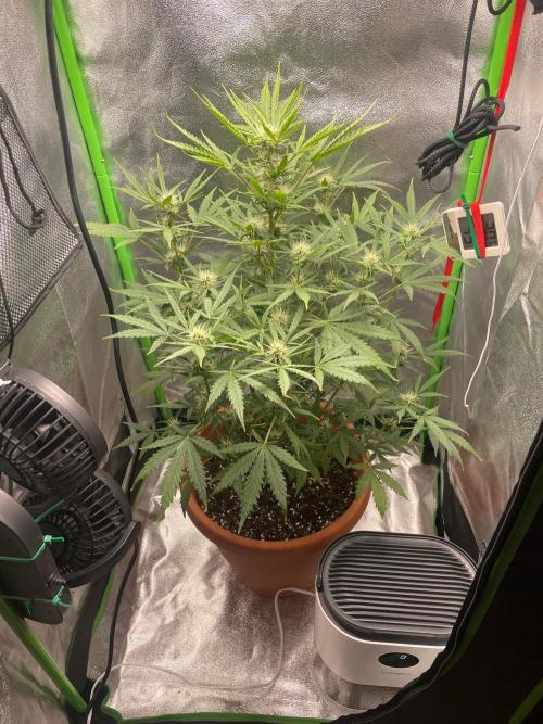 my first lemon haze auto plant. Week 4