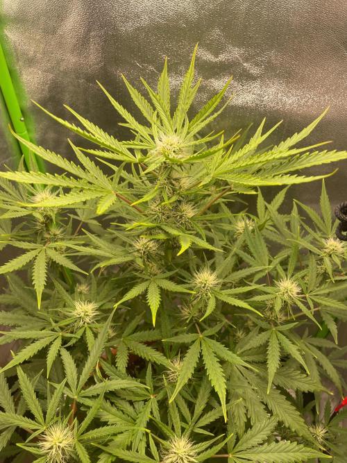 my first lemon haze auto plant. Week 4