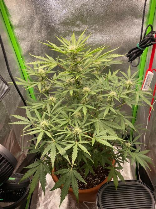 my first lemon haze auto plant. Week 4