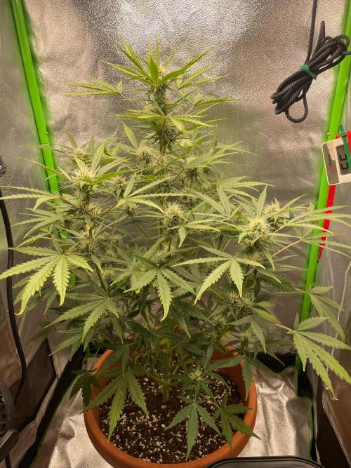 my first lemon haze auto plant. Week 4