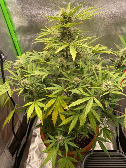 my first lemon haze auto plant. Week 5