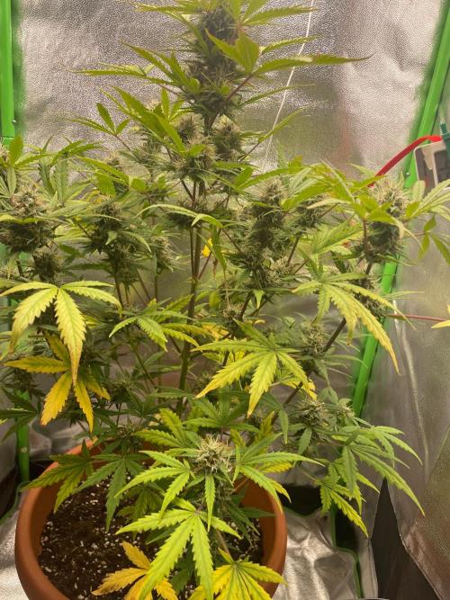 my first lemon haze auto plant. Week 5