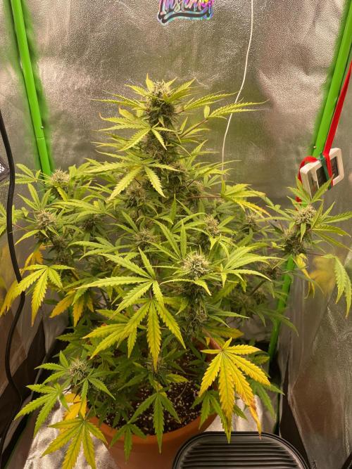 my first lemon haze auto plant. Week 6